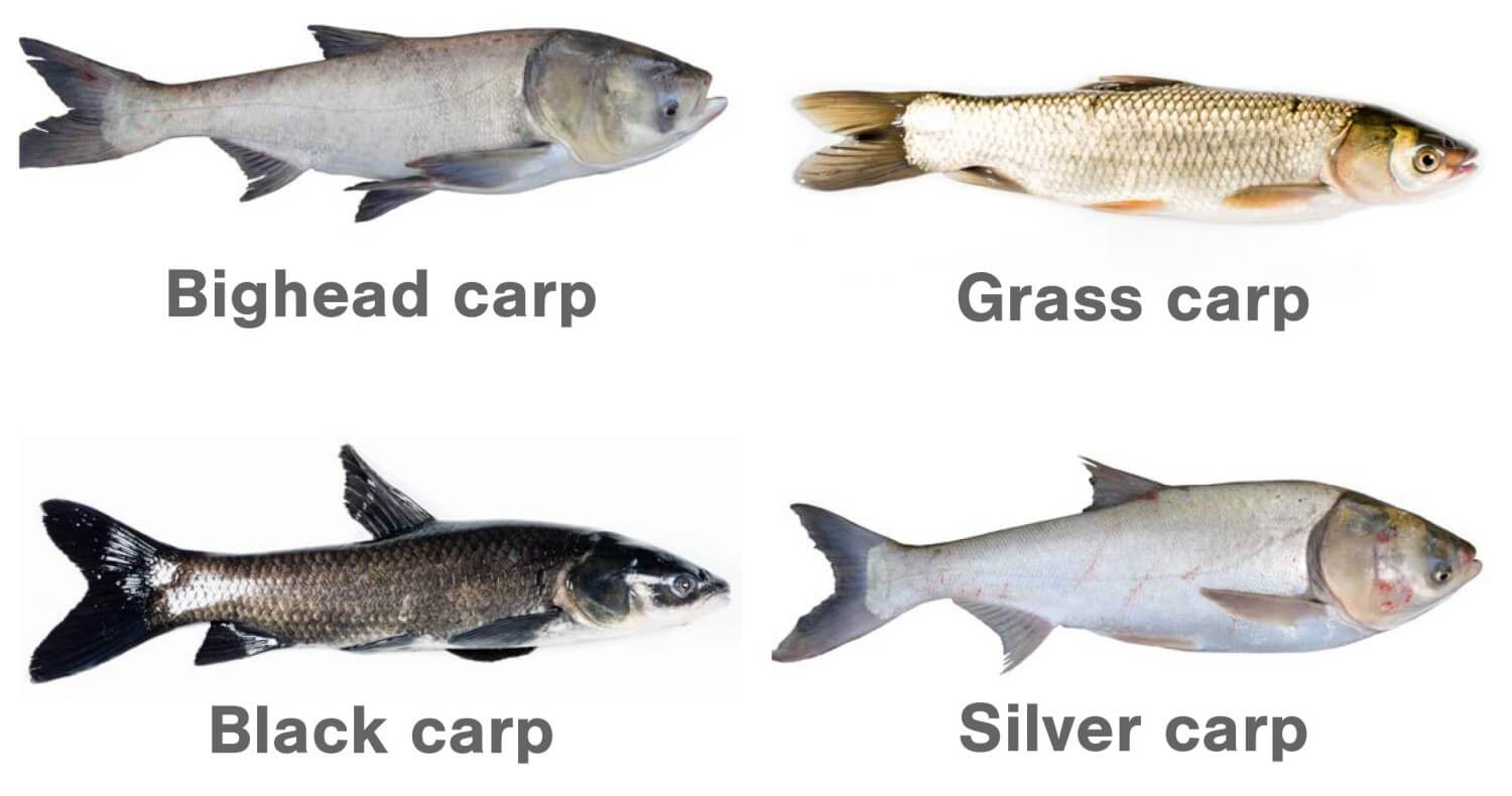 Catching Fish, Asian Carp Fishing, Gill Netting Carp, Silver Carp