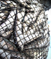 HAWG Fishing Nets